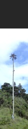 bastian and a palm tree
